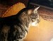 Thumbs/tn_Sterne 032.jpg
